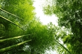 2012: Road to Rio+20 - Fresh Opportunity to Scale-Up Sustainable Development? - UNEP | BIODIVERSITY IS LIFE  – | Scoop.it