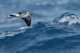 L'Océanite frégate, l'oiseau qui rebondit sur l'eau ! | Les oiseaux au gré du vent | Scoop.it