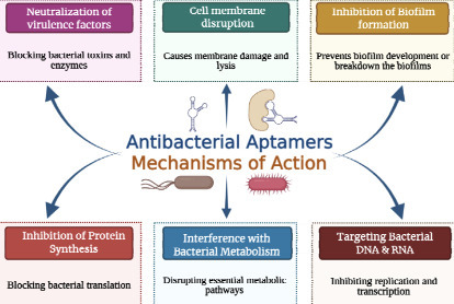 AptBacterialDB: A Comprehensive, Manually Curated Database of Antibacterial Aptamers | brvbi | RMH | Scoop.it