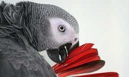 Parrot could be witness to possible US murder case | Episode 4: Extra News | Scoop.it