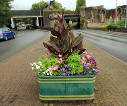 Cannabis found growing in public flower pots in UK | Beckley News : Cannabis - Marijuana | Scoop.it