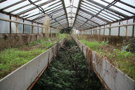 Comment Villejuif compte transformer des friches et des vieilles serres horticoles en ferme urbaine | HORTICULTURE | Scoop.it