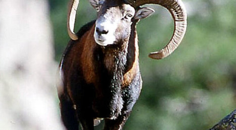 Mouflon : espèce protégée, mais espèce en danger | Biodiversité | Scoop.it