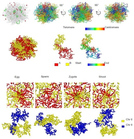 First Plant Single Cell 3D Chromatin Structures | Life Sciences Universit&eacute; Paris-Saclay | Scoop.it