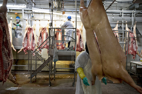 Uproar among workers supplying the world's meat is spreading | PSLabor:  Your Union Free Advantage | Scoop.it