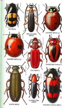 Antique Insects from Others | Insect Archive | Scoop.it