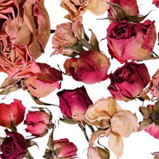 Phytothérapie : la rose, un bon revitalisant - RTL.be | Santé par les plantes | Scoop.it