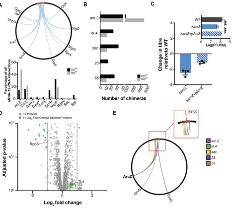 A nucleic acid host factor enables optimal phage replication in Escherichia coli | brveco | RMH | Scoop.it