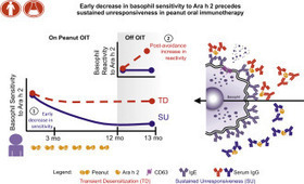 Early decrease in basophil sensitivity to Ara h 2 precedes sustained unresponsiveness after peanut oral immunotherapy | Allergy (and clinical immunology) | Scoop.it