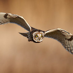 Short Eared Owl - hunting by Austin Thomas | My Photo | Scoop.it
