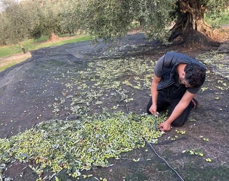 TUNISIE : Gagner au NYIOOC Une partie de la quête du producteur pour améliorer la réputation de l'EVOO tunisien | CIHEAM Press Review | Scoop.it
