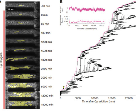 Rapid enhancement of antibiotic resistance and divergent remodeling of gene expression in single cells of bacteria | brve | RMH | Scoop.it