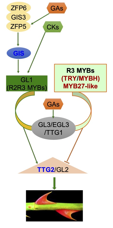 Genomic hitchhiking with moisture adaptation patterns stem prickleless in rose (bioRxiv) | SEED-DREAM Lab info | Scoop.it