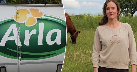 Ekolantbrukare rasar mot Arla efter indragna kontrakt | A1Uutiset | Scoop.it