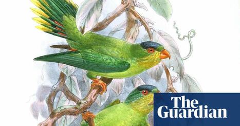 ‘It can feel like a detective story’: birders asked to help find 126 ‘lost’ bird species - The Guardian | Biodiversité | Scoop.it