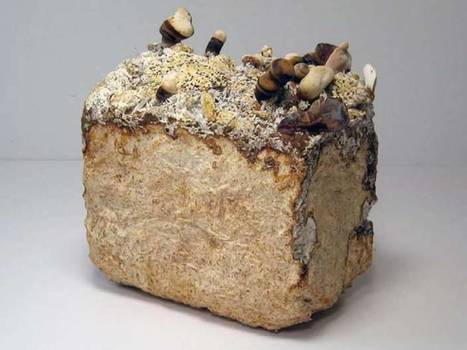 La Mycotecture : La brique champignon de Phill Ross | Build Green, pour un habitat écologique | Scoop.it
