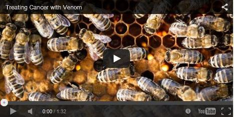 Le venin d'abeille pourrait bientôt servir de traitement anticancéreux | EntomoNews | Scoop.it