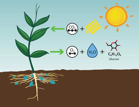 Les plantes pourraient absorber 20 % de CO2 en plus que prévu | RSE et Développement Durable | Scoop.it
