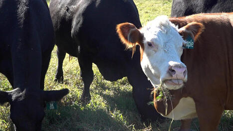 Middle TN farmers still feeling the squeeze despite lower beef prices - WKRN | Operation Deimos | Scoop.it