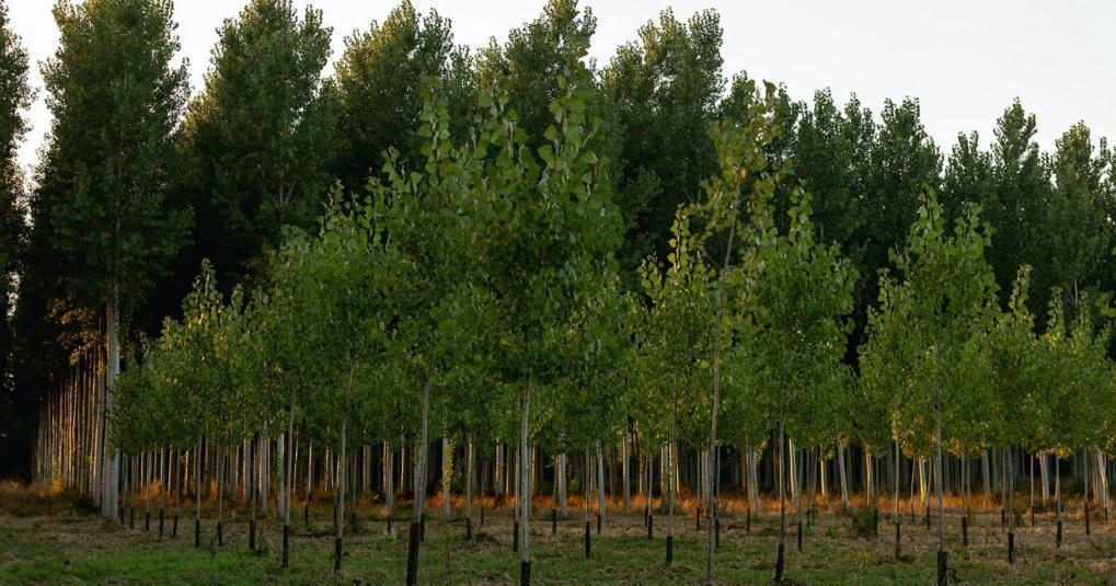 La reforestation, fidèle alliée d...