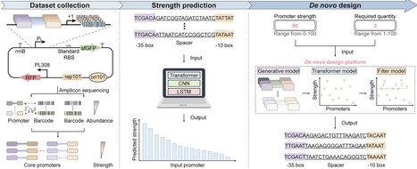 Deep learning guided programmable design of Escherichia coli core promoters from sequence architecture to strength control | nar | RMH | Scoop.it