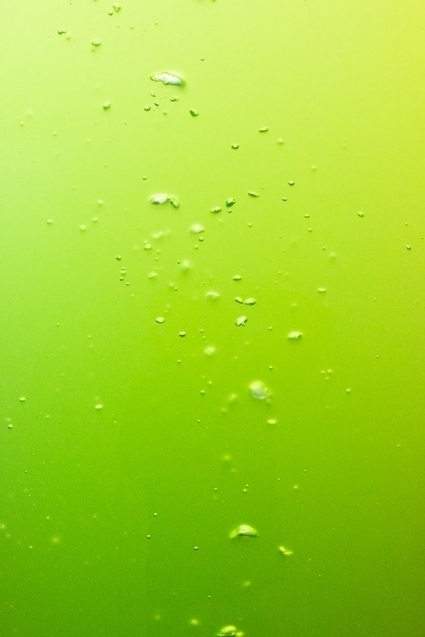 &laquo; Algocultures &raquo;, une expo sur la chimie bleue pour une solution verte. - Le blog de habitat-durable | Innovation Agro-activit&eacute;s et Bio-industries | Scoop.it