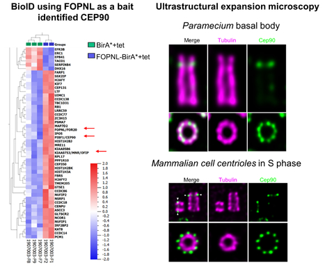 A functional protein complex, associated to ciliopathies, dictates the future position of distal appendages | I2BC Paris-Saclay | Scoop.it