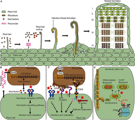 Genetic and Molecular Mechanisms Underlying Symbiotic Specificity in Legume-Rhizobium Interactions | RMH | Scoop.it