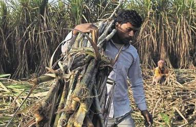 L’Inde maintiendra ses subventions au secteur sucrier malgré les griefs du Brésil et de l’Australie | Questions de développement ... | Scoop.it