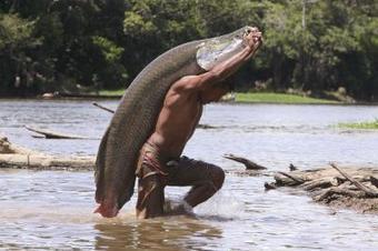 Gigantic Amazon Fish is Going Extinct - Nature World News | RAINFOREST EXPLORER | Scoop.it