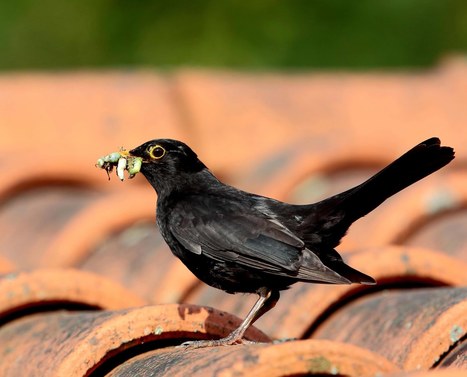 Vienne : un million d’observations ornitholiqques pour mieux défendre la nature | Biodiversité | Scoop.it