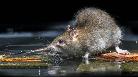 How to Get Rid of Rats in the Yard | Top Blogs: Food, Home, Health, Security, Business, Marketing & Personal Development Blogs | Scoop.it