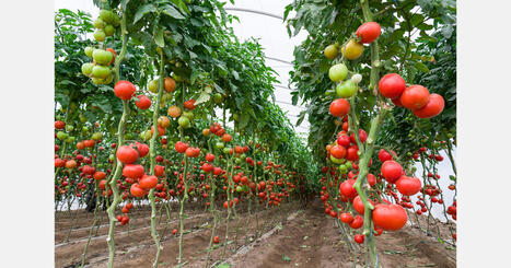 MOROCCO: Tomatoes have disappeared from the EU imports statistics | FRUITS ET L&Eacute;GUMES | Scoop.it