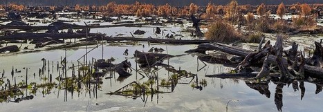 Photographer documents Dismal Swamp recovery - The Virginian-Pilot | Coastal Restoration | Scoop.it