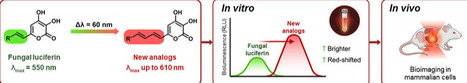 Chemical Tuning of Fungal Bioluminescence in Mammalian Systems | cbc | RMH | Scoop.it