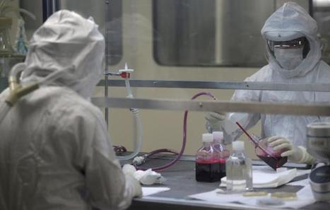 Yellow fever kills 600 monkeys in Brazil's Atlantic rainforest | Virology News | Scoop.it