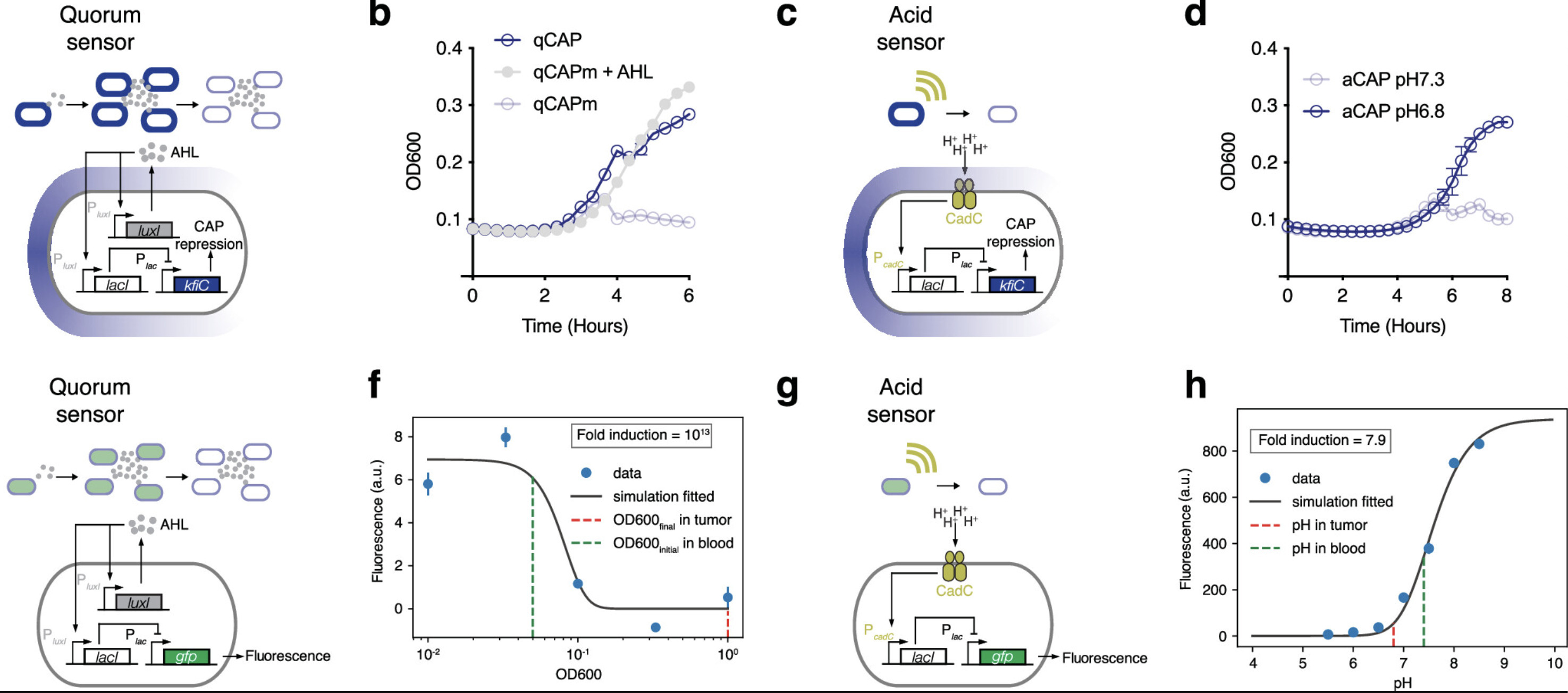 Design and Modeling of Biosensor-Driven Encapsu...
