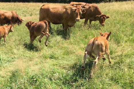 Chute du nombre de limousines : la filière bovine tire la sonnette d'alarme | Actualité Bétail | Scoop.it