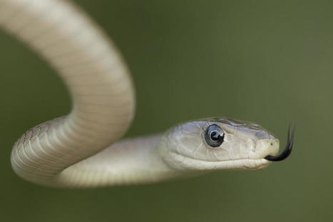 Destructive, disk-encrypting Mamba ransomware springs back to life | #CyberSecurity #Awareness #Encryption | ICT Security-Sécurité PC et Internet | Scoop.it