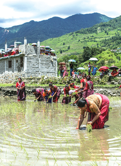 NEPAL: Rice self-sufficiency | SRI Global News-- January-April, 2026 -- System of Rice Intensification (SRI) | Scoop.it
