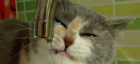Voici pourquoi les chats savent mieux boire que les chiens - Slate.fr | M&eacute;canique des fluides | Scoop.it