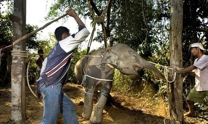 Pétition : Pour arrêter la maltraitance des éléphants | 16s3d: Bestioles, opinions & pétitions | Scoop.it
