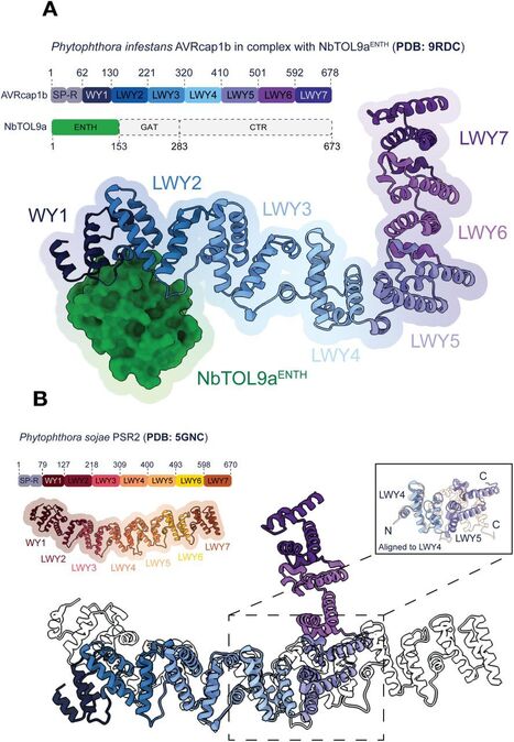 bioRxiv: An effector from the potato late blight pathogen bridges ENTH-domain protein TOL9a to an activated helper NLR to suppress immunity (2025) | Publications | Scoop.it