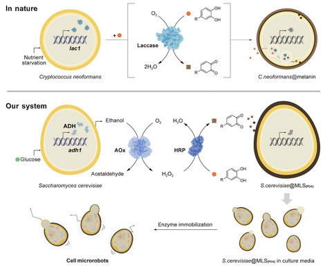 Autonomous chemo-metabolic construction of anisotropic cell-in-shell nanobiohybrids in enzyme-powered cell microrobots | SAdv | RMH | Scoop.it