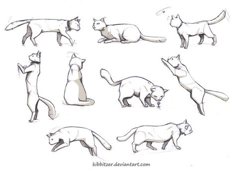 Cat reference by Kibbitzer on deviantART | Drawing References and Resources | Scoop.it