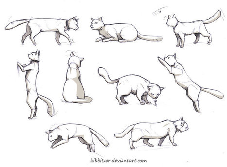 Drawing A Cat In Drawing References And Resources