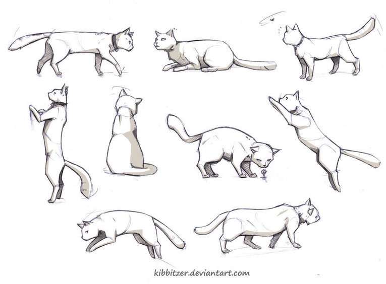 Cat reference by Kibbitzer on deviantART | Draw...