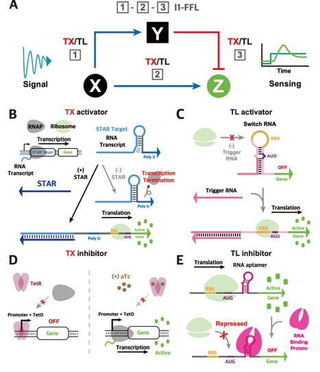 Multi-Level Regulation in RNA-Protein Hybrid Incoherent Feedforward Loop Circuits for Tunable Pulse Dynamics in Escherichia coli | Brvsb | RMH | Scoop.it
