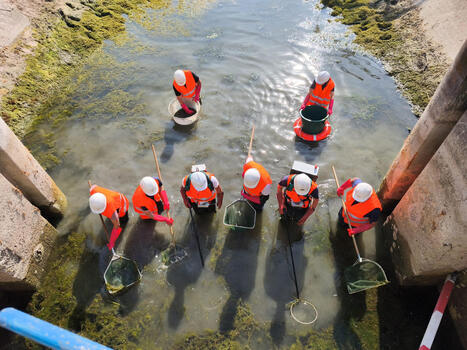S&eacute;cheresse : Voies navigables de France organise des p&ecirc;ches de sauvegarde pour pr&eacute;server la biodiversit&eacute; aquatique | Biodiversit&eacute; | Scoop.it