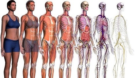 8 Sitios web para aprender sobre la anatomía del cuerpo humano en 3D | Didactics and Technology in Education | Scoop.it